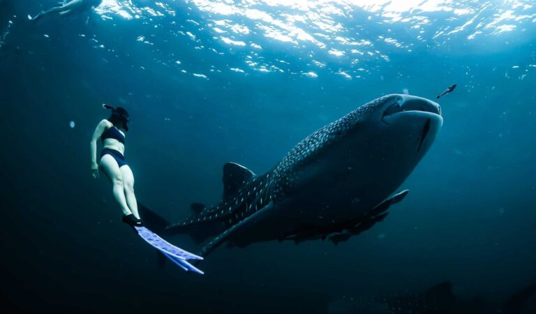 The gentle giants of the oceans need our help