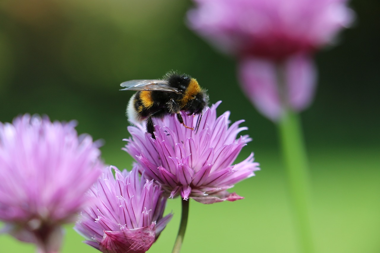 Pesticides pose long-term threats to honey bees and bumblebees