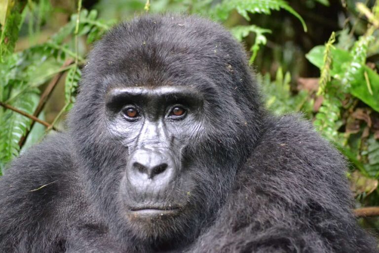 Critically endangered gorillas lead a precarious existence