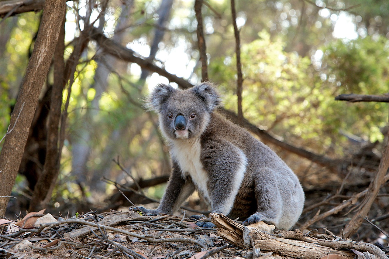 Amazing Planet: Koalas' biggest threat are humans – DW – 10/02/2022