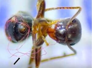 Even tiny ants can get entangled in plastic waste