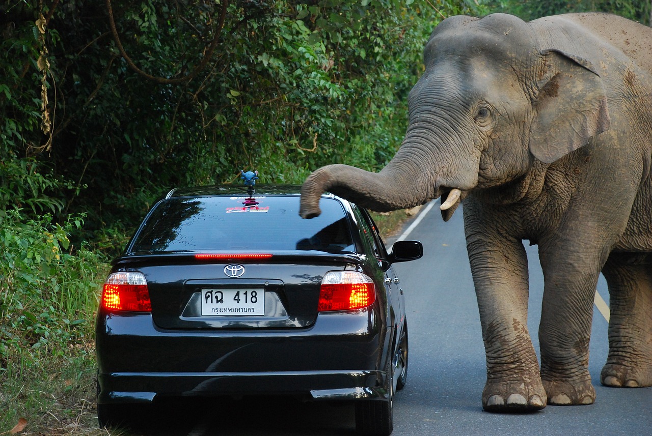 Naukowcy odkryli, że dzikie słonie potrafią rozwiązywać problemy
