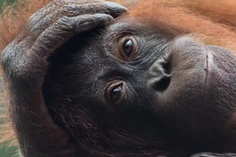 New approaches are needed to stop the killing of orangutans in Borneo