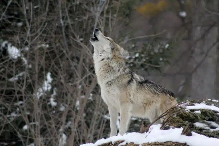 Wolf protection in Europe has become deeply political