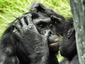 Bonobos in the wild cooperate with other groups, just like us
