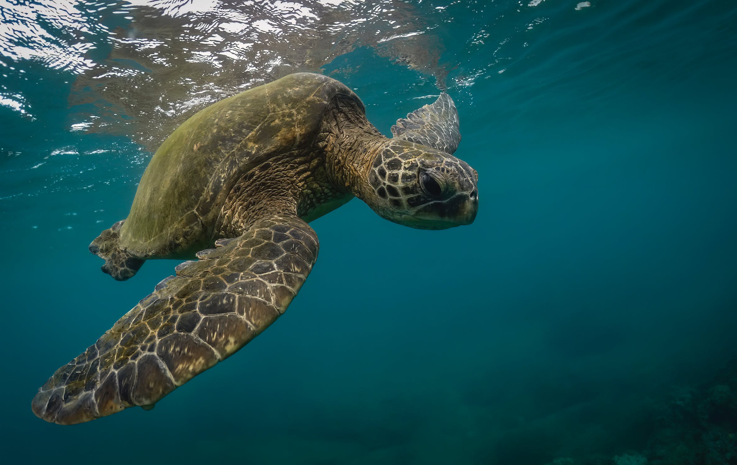 The sex ratio of endangered sea turtles is badly skewed by pollution