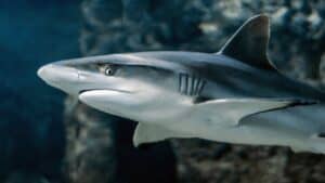 Shark skin’s unique properties could have medicinal uses