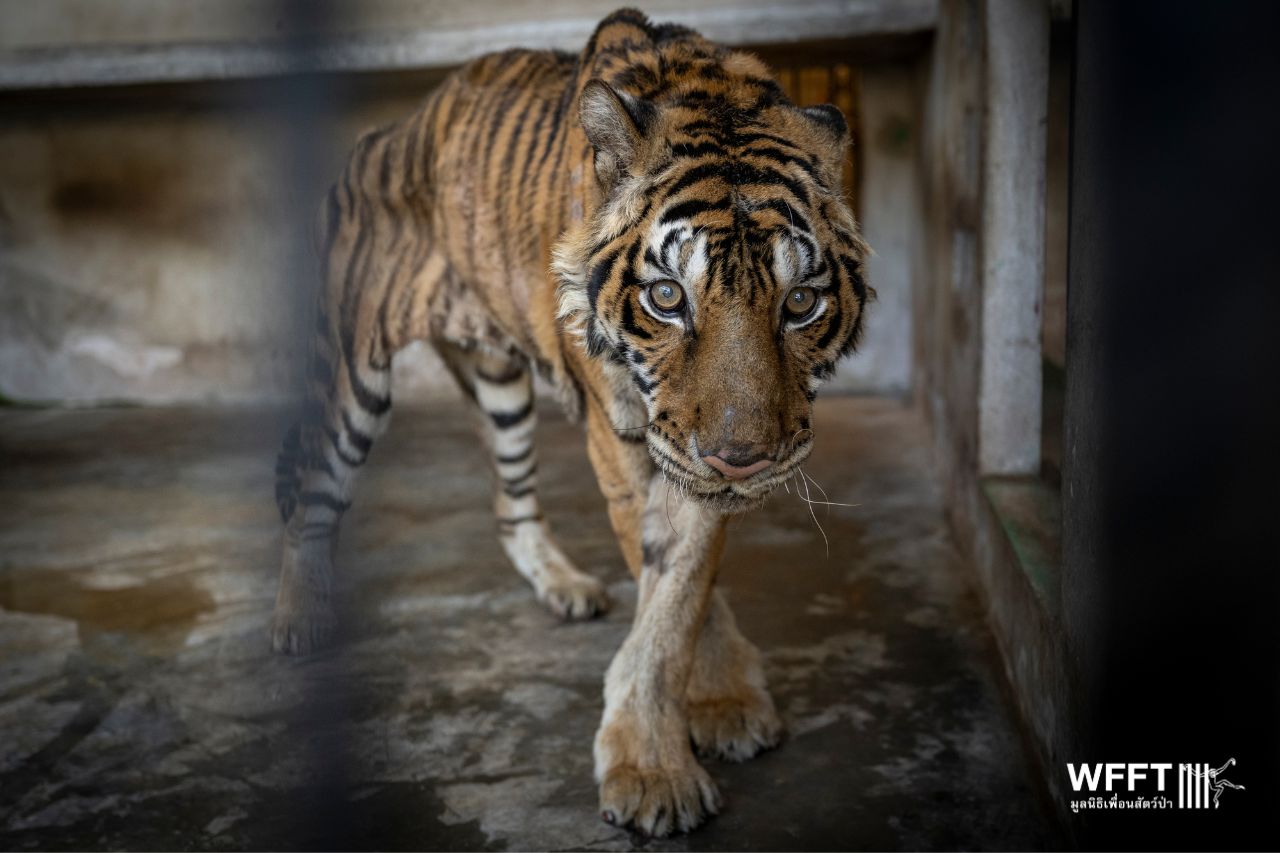 An NGO saves 15 big cats from certain death at a tiger farm in Thailand