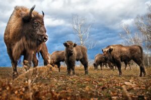 Scientists map the best areas for Europe’s bison to thrive in the wild