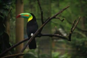People have been driving great numbers of birds extinct for millennia