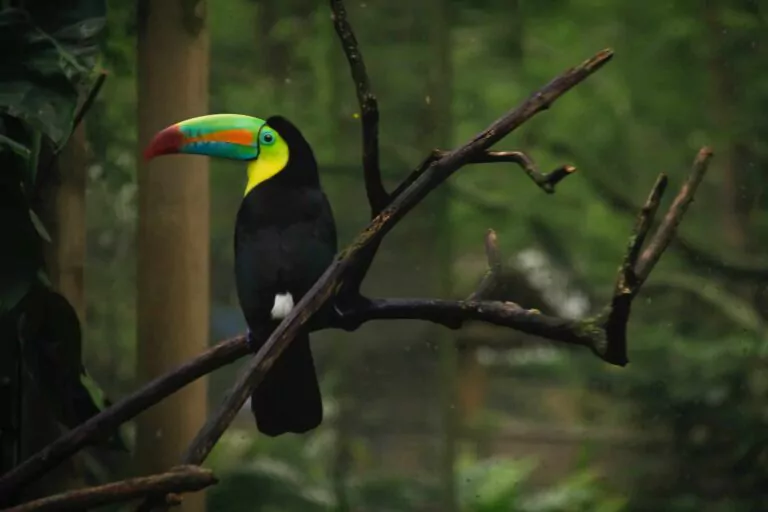 People have been driving great numbers of birds extinct for millennia