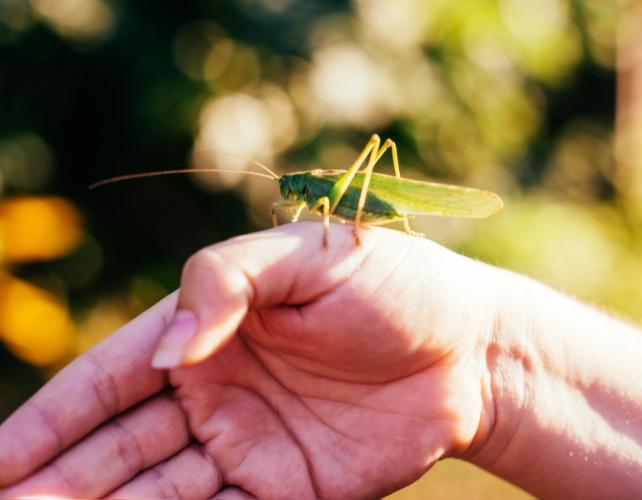 In the future, a dramatic decrease in oxygen could lead to the suffocation of the majority of life on Earth.