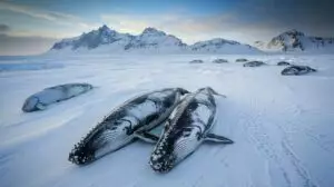 Frozen whale giants found in Canada – The invasion of super predators is upending Arctic biodiversity
