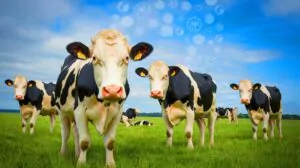 "World's first-ever": Denmark's historic tax on cow farts shocks climate activists worldwide