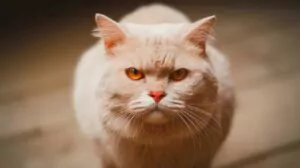 “An Unprecedented Genetic Marvel”: this new cat color is defying expectations and mesmerizing scientists worldwide with its unrivaled uniqueness