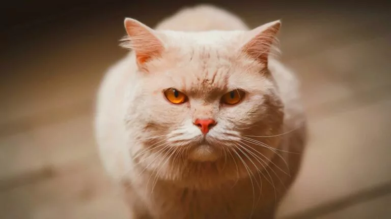 “An Unprecedented Genetic Marvel”: this new cat color is defying expectations and mesmerizing scientists worldwide with its unrivaled uniqueness “An Unprecedented Genetic Marvel”: this new cat color is defying expectations and mesmerizing scientists worldwide with its unrivaled uniqueness