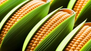 Corn Revolutionizes Future of Energy: Shocking Study Reveals Unbelievable Boost to Lithium-Sulfur Battery Performance, Igniting Global Curiosity