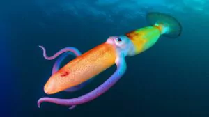 “We Won’t Surrender”: Colossal Juvenile Squid Filmed in South Atlantic Shocks Marine Experts With Its Gigantic Size and Mysterious Behavior