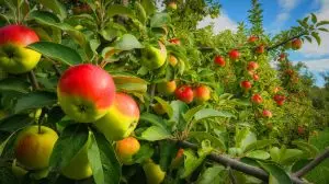 Illustration of the complex genetic history and evolution of apples over 60 million years (AI-generated, unrealistic). Credit: Ideogram.