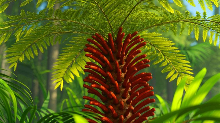 Illustration of the ancient Wollemi pine, also known as the 
