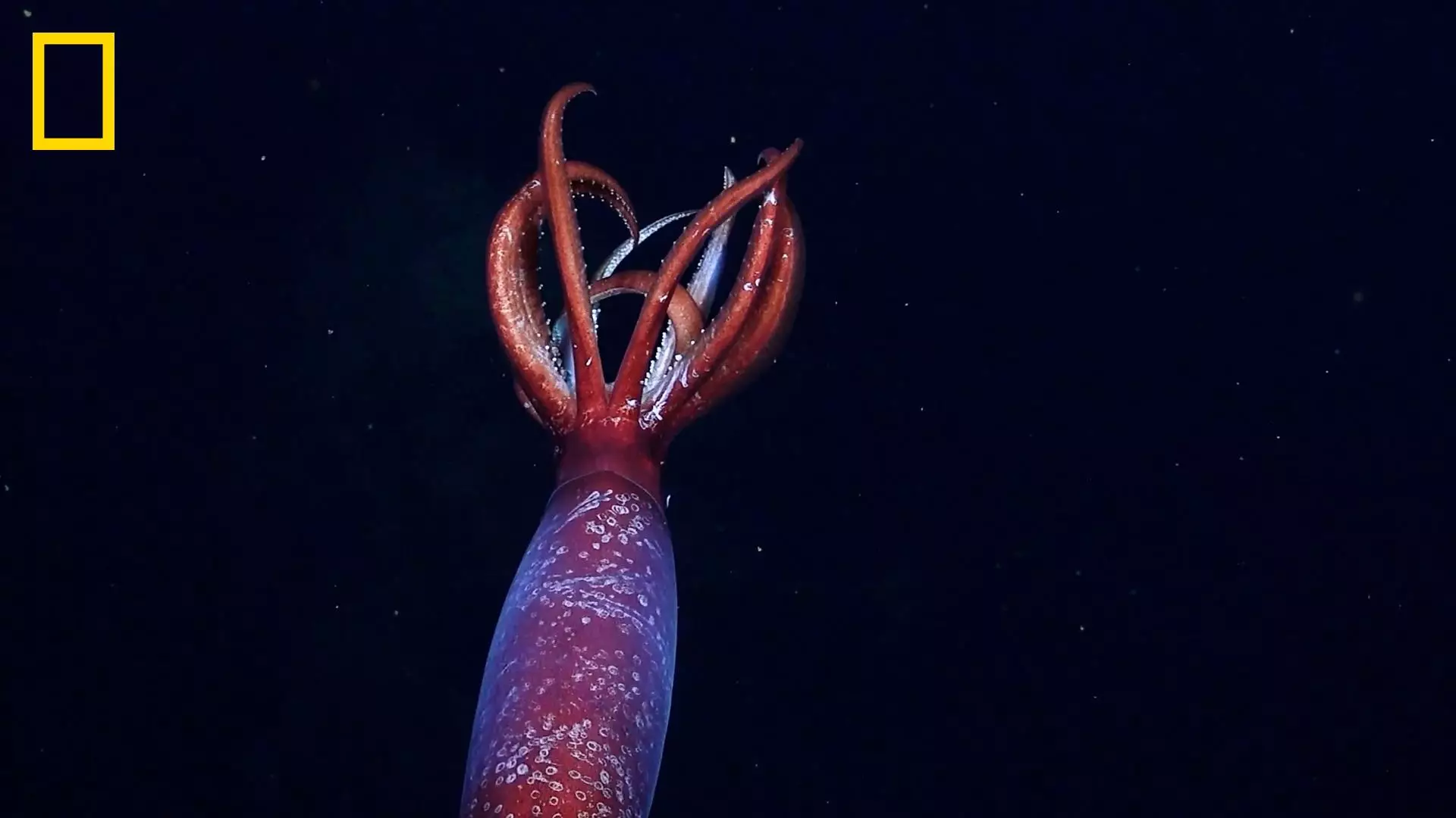 The squid was found in the Weddell Sea. © ROVSuBastian, Schmidt Ocean Institute