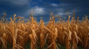 Illustration of the catastrophic impact of a nuclear winter on global corn production, generated by artificial intelligence.