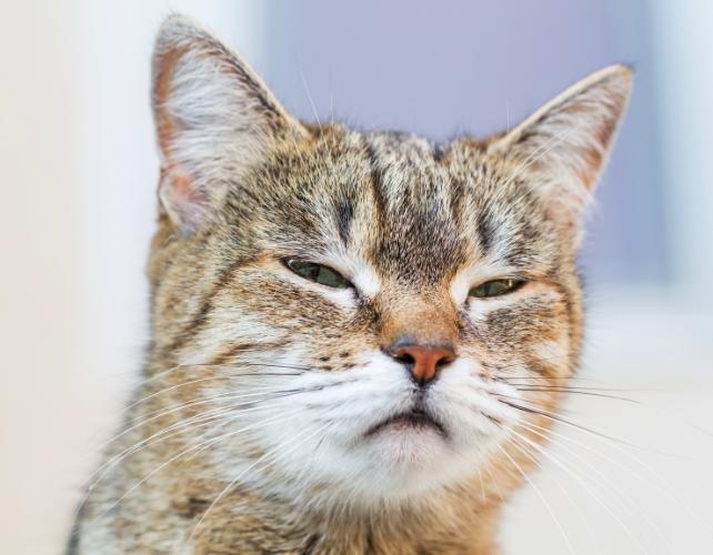 A cat with a suspicious expression