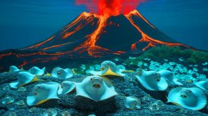 “Scientists Found Million Eggs on Volcano”: Active Underwater Mountain Near Vancouver Hosts Massive White Skate Ray Nursery 3,600 Feet Deep Illustration of an active underwater volcano off Vancouver Island nurturing a vast nursery of giant eggs.