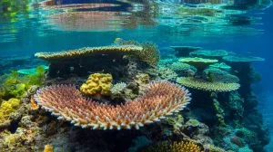 Illustration of reef-building corals using chloride ions to perceive light.