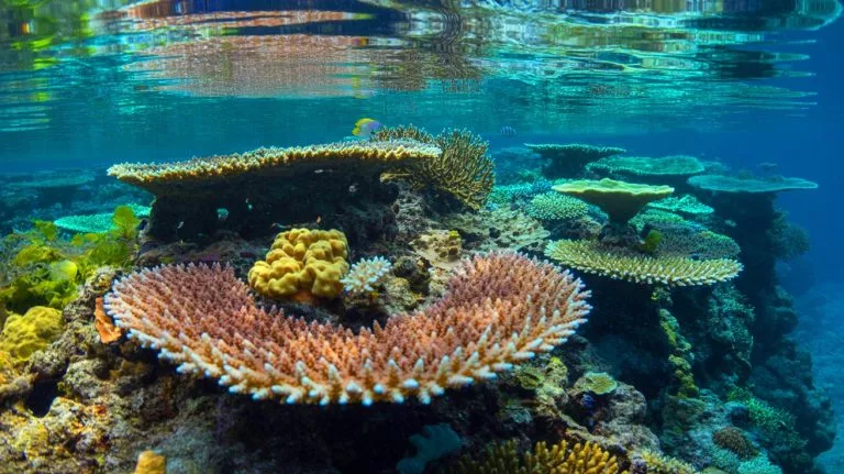 Illustration of reef-building corals using chloride ions to perceive light.