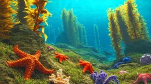 Illustration of the impact of Vibrio pectenicida on sea star populations along the Pacific coast.