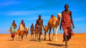 Illustration of the Turkana people in Northern Kenya adapting to harsh desert conditions through genetic evolution.
