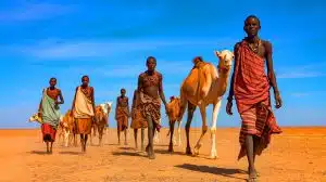 Illustration of the Turkana people in Northern Kenya adapting to harsh desert conditions through genetic evolution.