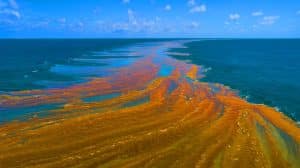 Illustration of the Great Atlantic Sargassum Belt stretching from West Africa to the Gulf of Mexico.