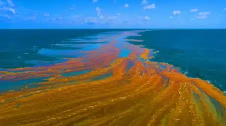 Illustration of the Great Atlantic Sargassum Belt stretching from West Africa to the Gulf of Mexico.