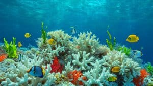 Illustration of coral reefs experiencing mass bleaching due to rising global temperatures.