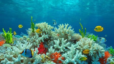 Illustration of coral reefs experiencing mass bleaching due to rising global temperatures.