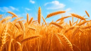 Wheat Yields Could Triple: Hidden Gene Discovery Sparks Hope for Global Food Security and Farmer Prosperity Illustration of a wheat field with enhanced grain yield potential due to genetic advancements.