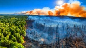 Illustration of the impact of fire suppression and management strategies on forest ecosystems in the western U.S.