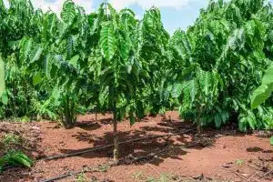 New Study Finds Drip Irrigation Can Cut Coffee’s Carbon Footprint by Nearly 60%