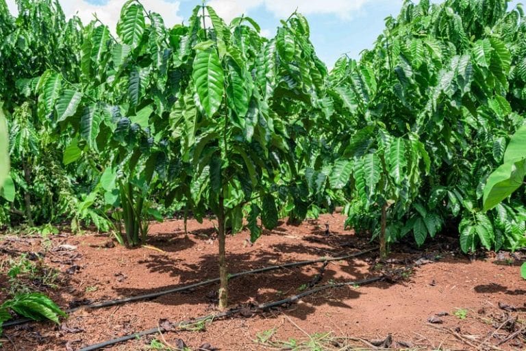 New Study Finds Drip Irrigation Can Cut Coffee’s Carbon Footprint by Nearly 60%
