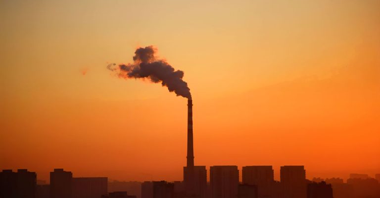 If we save forests, will they save the climate? climate change environment