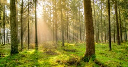 Why Trees Are Essential to Protecting the Environment environment nature landscape