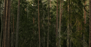 Trees in the Andes are moving uphill to escape warming forest trees conservation