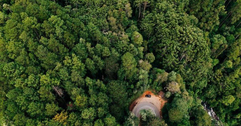 A tiny deer, long AWOL, has been spotted in Vietnam forest trees conservation