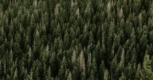 The Amazon’s forests are reaching a ‘point of no return’ forest trees conservation