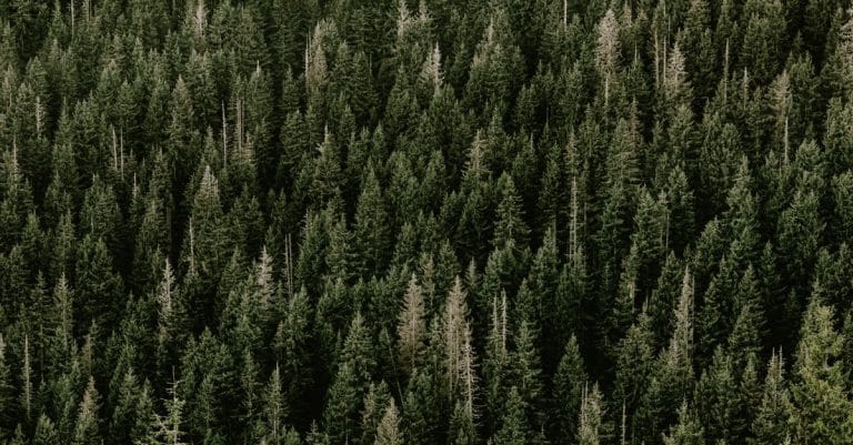 forest trees conservation