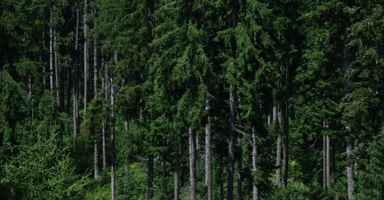IUCN: weaning ourselves off palm oil may not be a good idea forest trees conservation