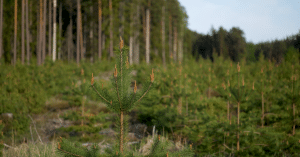 Tax havens linked to deforestation and illegal fishing forest trees conservation