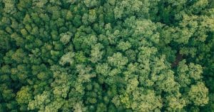 Destroying biodiversity will be our own undoing forest trees conservation